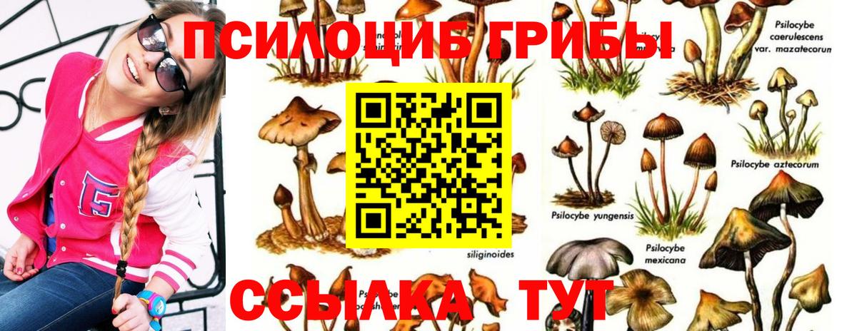 где найти наркотики  Псилоцибиновые грибы Psilocybine cubensis  Галлюциногенные грибы Psilocybe  Вход с VPN  Нальчик 